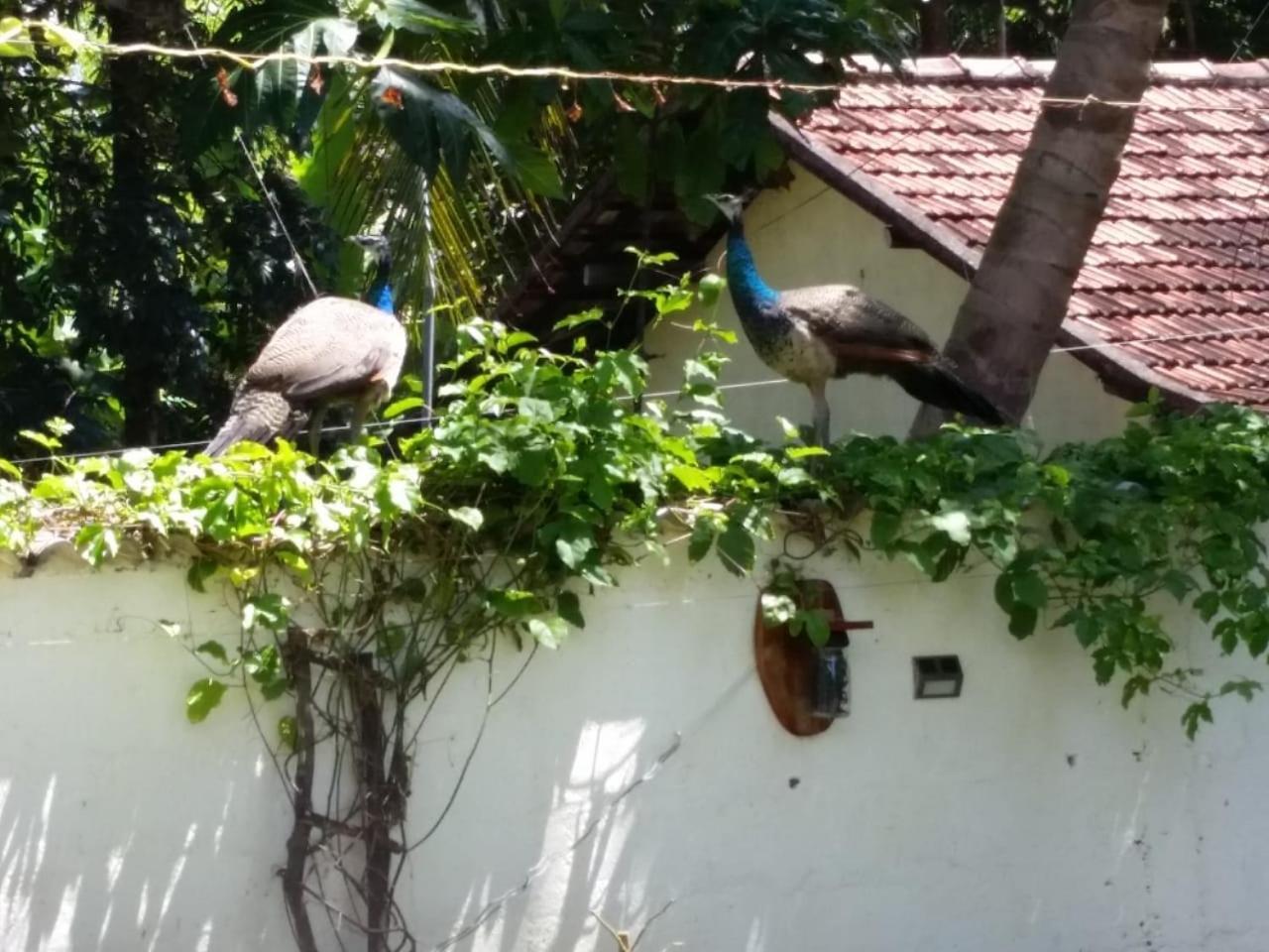 Wine Tree Garden Guesthouse Mirissa Exterior foto